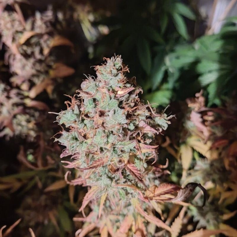 King Kush CBD - sementes de cannabis, variedade de canábis