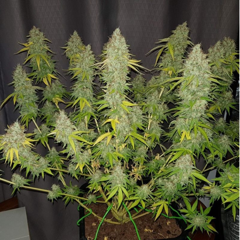 Caramel King CBD - sementes de cannabis, variedade de canábis