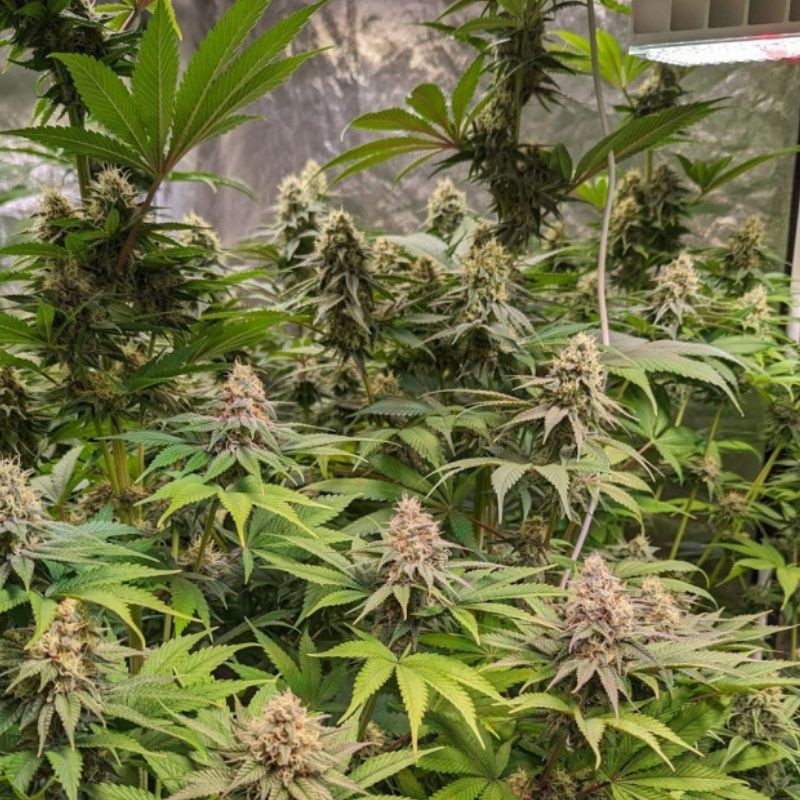 Cheese CBD - sementes de cannabis, variedade de canábis