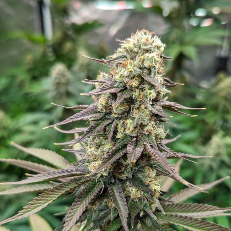 Critical CBD - sementes de cannabis, variedade de canábis