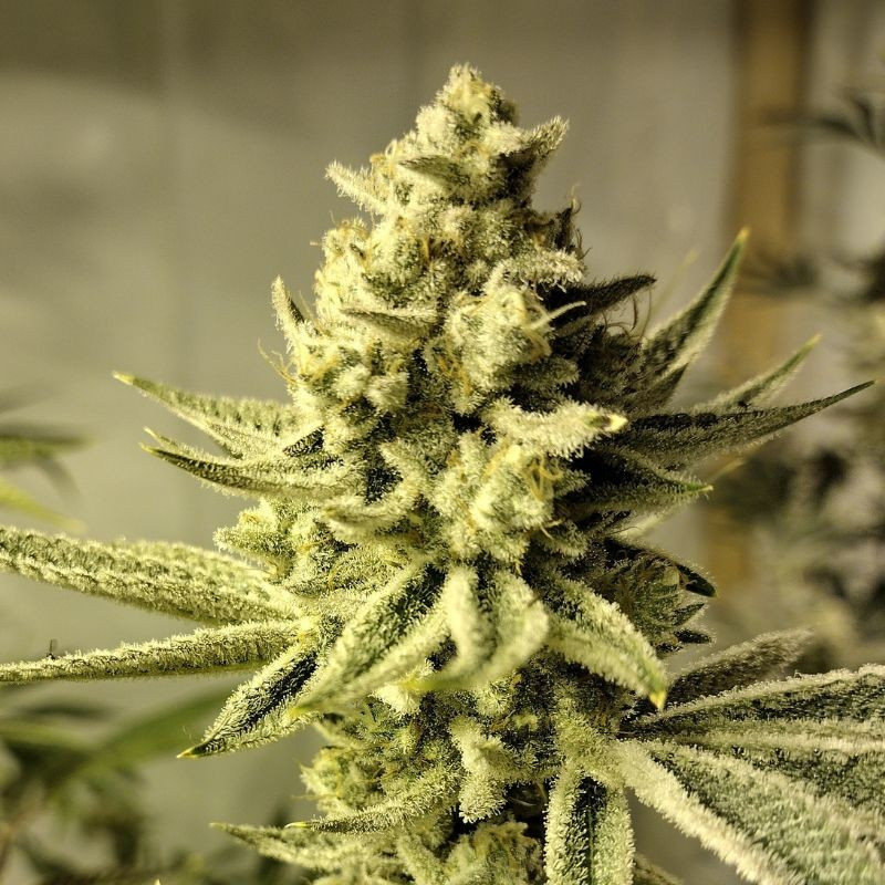 Chronical Auto - sementes de cannabis autoflorescentes, variedade de canábis