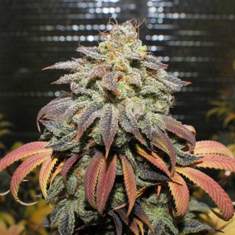 Coffee Ryder Auto - sementes de cannabis autoflorescentes, variedade de canábis