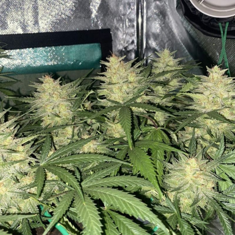 Cheese Auto - sementes de cannabis autoflorescentes, variedade de canábis