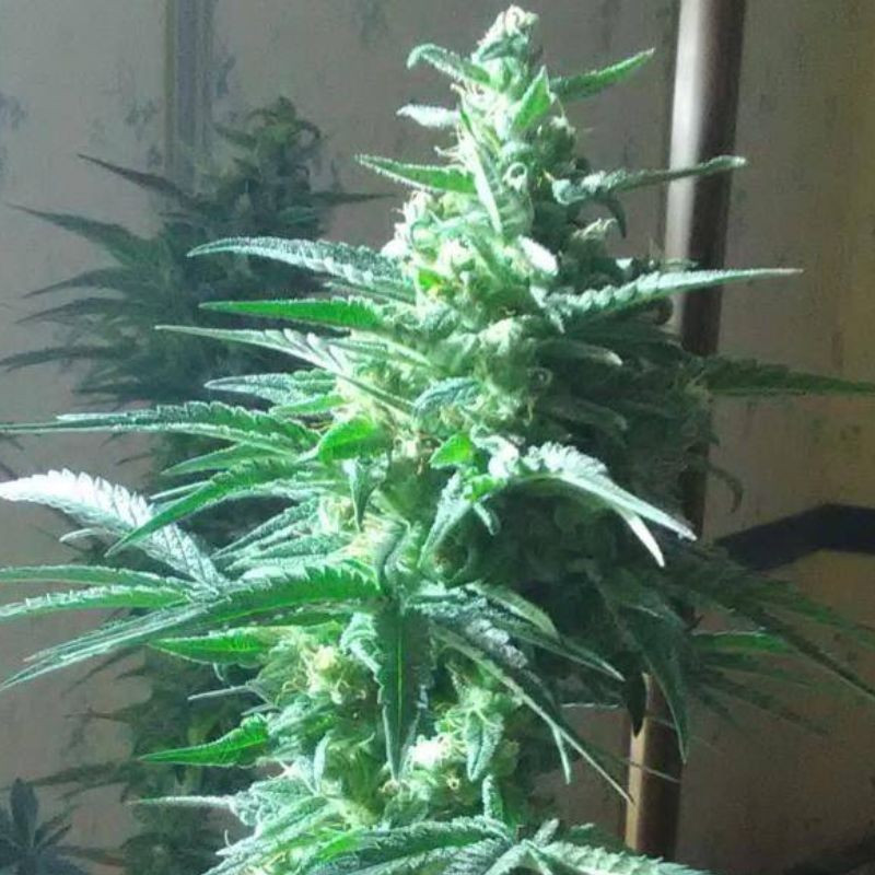 Critical Auto - sementes de cannabis autoflorescentes, variedade de canábis