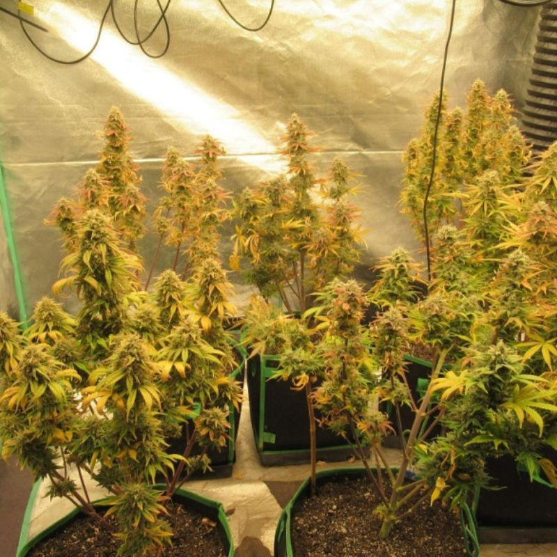 Easy Ryder Auto - sementes de cannabis autoflorescentes, variedade de canábis