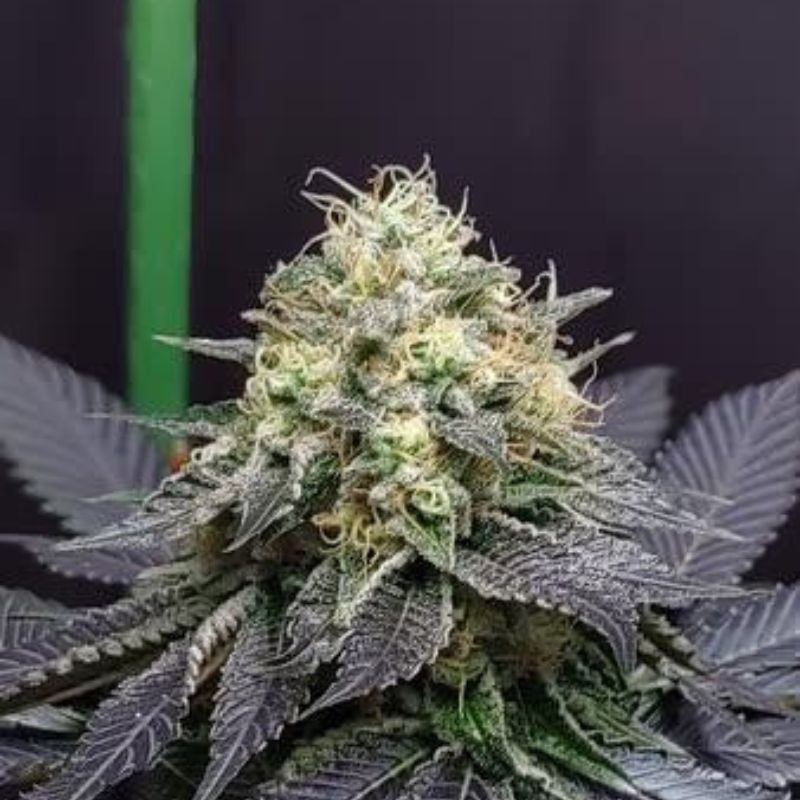 Green Crack Auto - sementes de cannabis autoflorescentes, variedade de canábis
