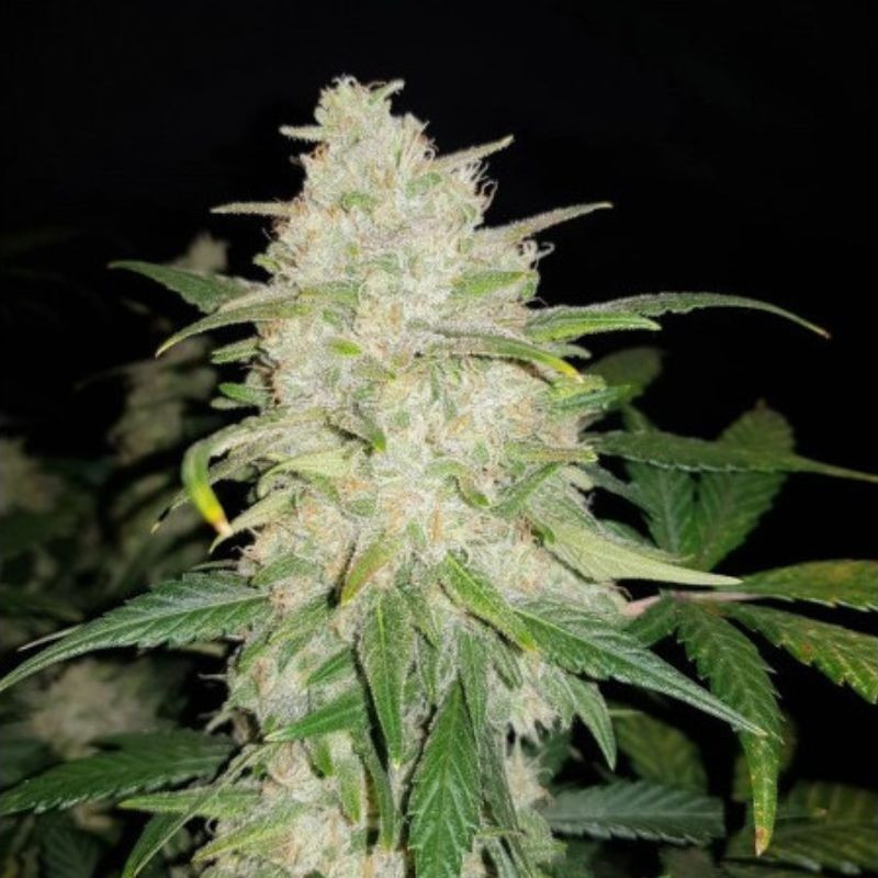 Gelato Auto - sementes de cannabis autoflorescentes, variedade de canábis