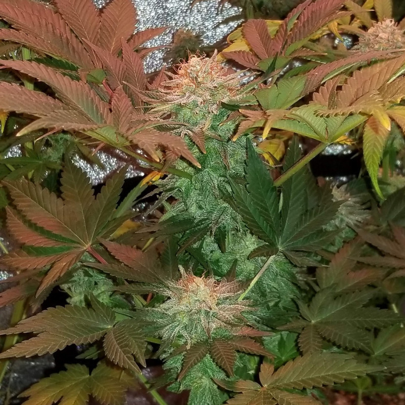 Ultra Mintz Auto - sementes de cannabis autoflorescentes, variedade de canábis