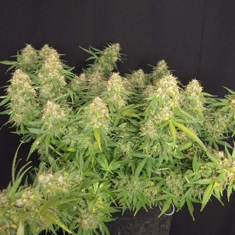 Lemon Auto - sementes de cannabis autoflorescentes, variedade de canábis