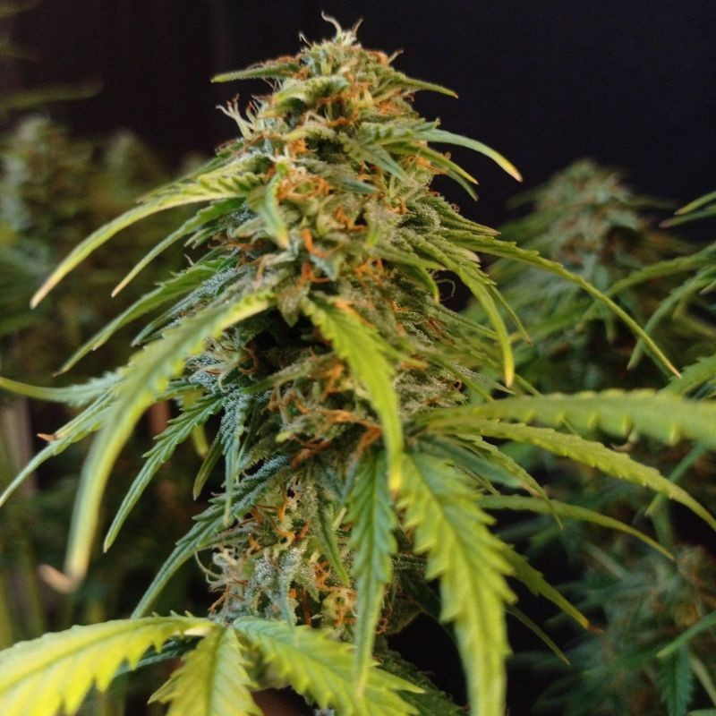 Gorilla Glue Auto - sementes de cannabis autoflorescentes, variedade de canábis