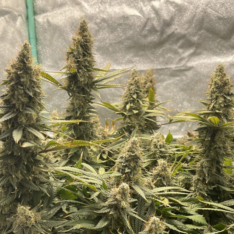 Jack Herer Auto - sementes de cannabis autoflorescentes, variedade de canábis