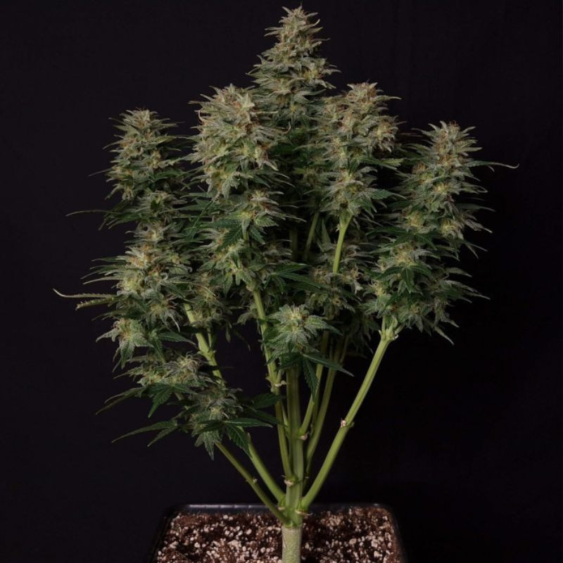 Lowryder Auto - sementes de cannabis autoflorescentes, variedade de canábis