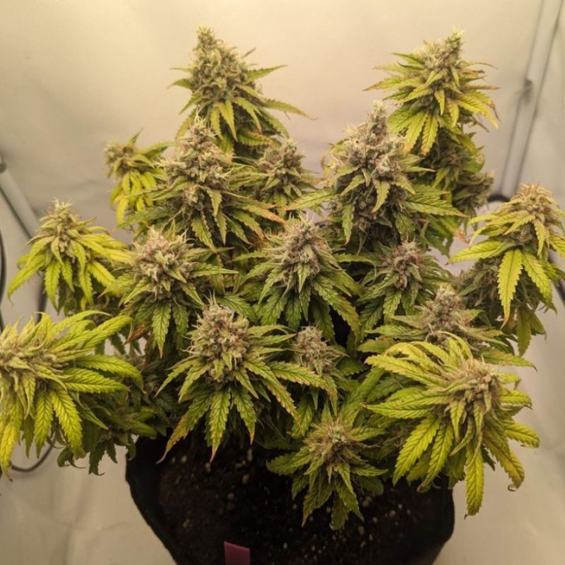 Mazar Auto - sementes de cannabis autoflorescentes, variedade de canábis