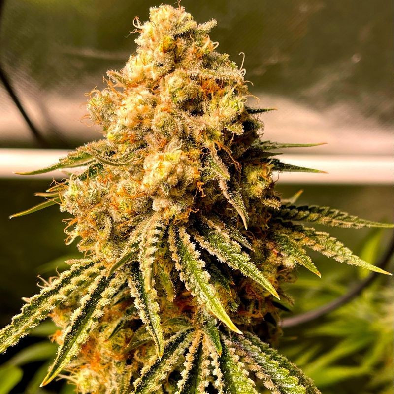 Mimosa Auto - sementes de cannabis autoflorescentes, variedade de canábis