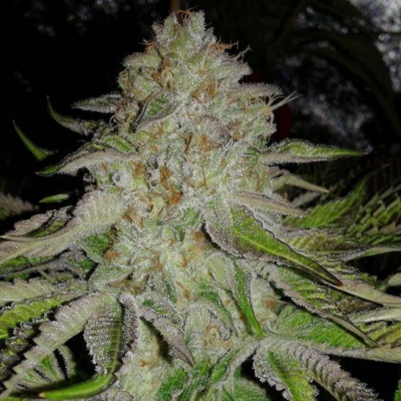 OG Kush Auto - sementes de cannabis autoflorescentes, variedade de canábis