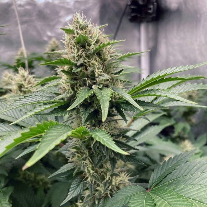 Northern Light Auto - sementes de cannabis autoflorescentes, variedade de canábis