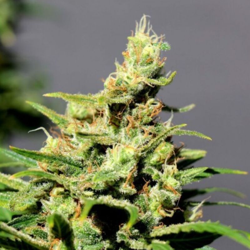 LSD Auto - sementes de cannabis autoflorescentes, variedade de canábis