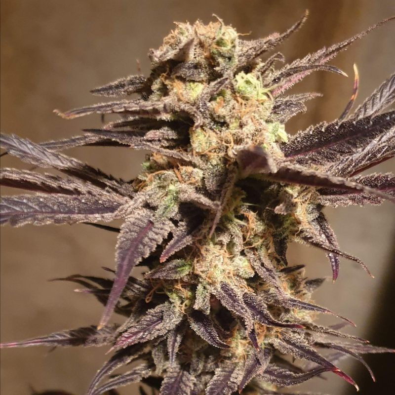Orange Bud Auto - sementes de cannabis autoflorescentes, variedade de canábis