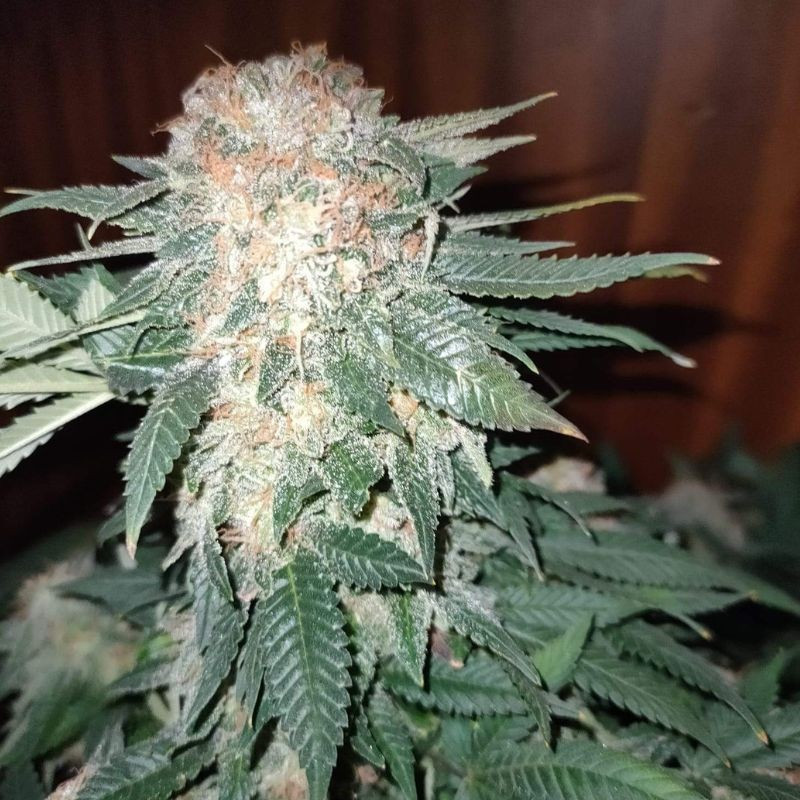 Sour Diesel Auto - sementes de cannabis autoflorescentes, variedade de canábis
