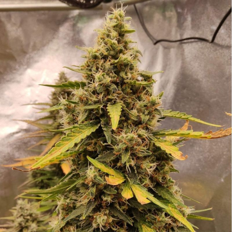 Runtz Auto - sementes de cannabis autoflorescentes, variedade de canábis