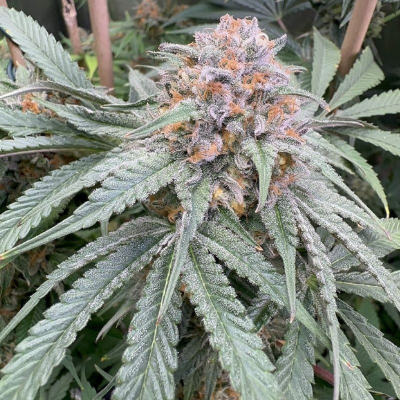 Purple Kush Auto - sementes de cannabis autoflorescentes, variedade de canábis