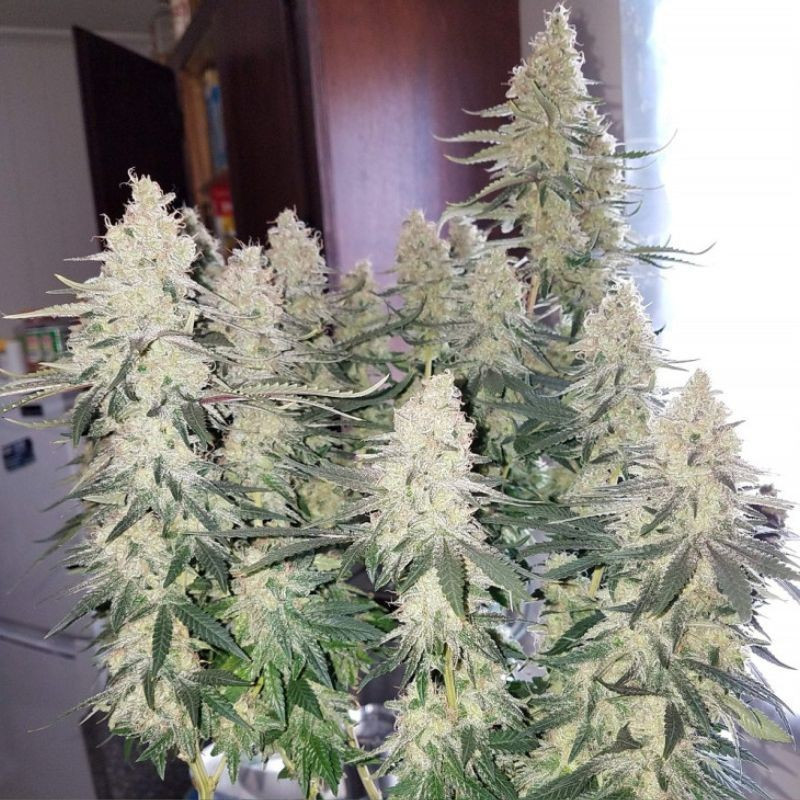 Strawberry Auto - sementes de cannabis autoflorescentes, variedade de canábis