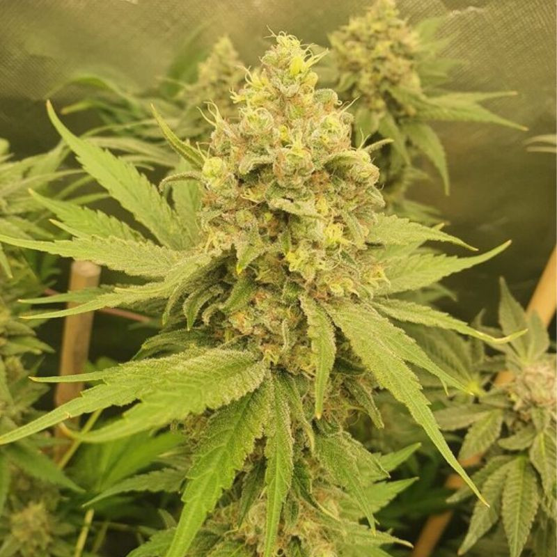 Mango Auto - sementes de cannabis autoflorescentes, variedade de canábis