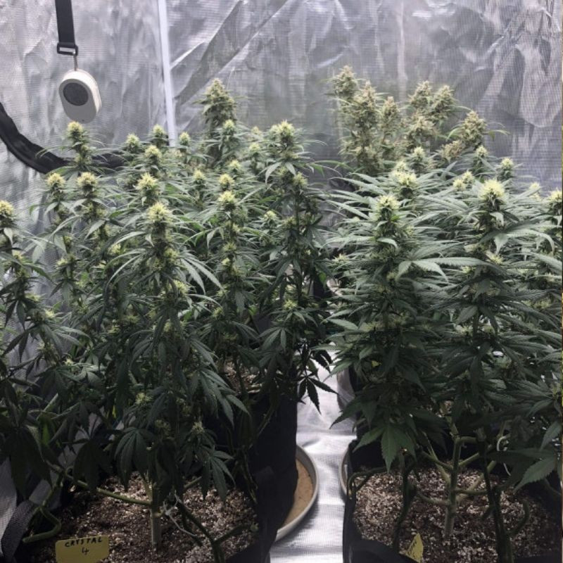 Skunk Auto - sementes de cannabis autoflorescentes, variedade de canábis