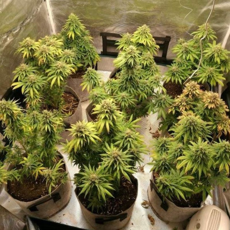 Watermelon Auto - sementes de cannabis autoflorescentes, variedade de canábis