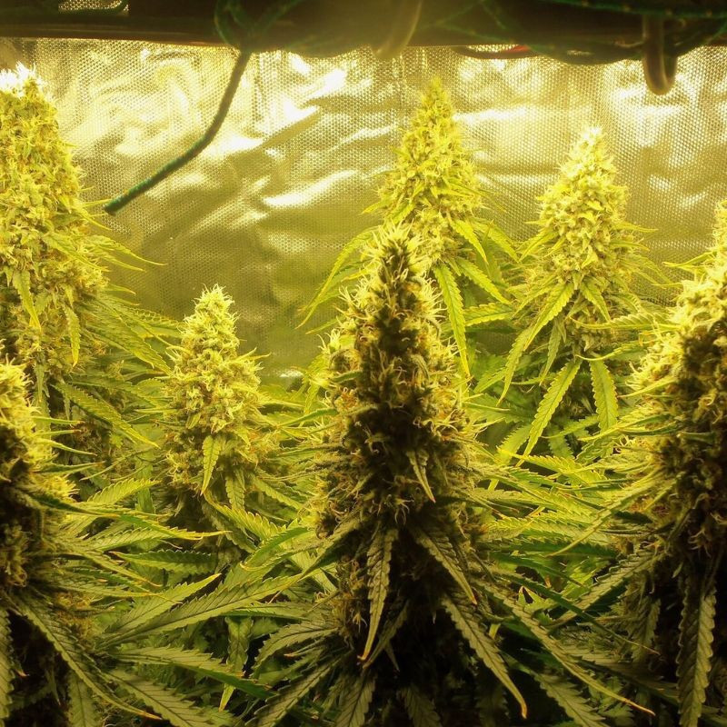 Jungle Auto - sementes de cannabis autoflorescentes, variedade de canábis