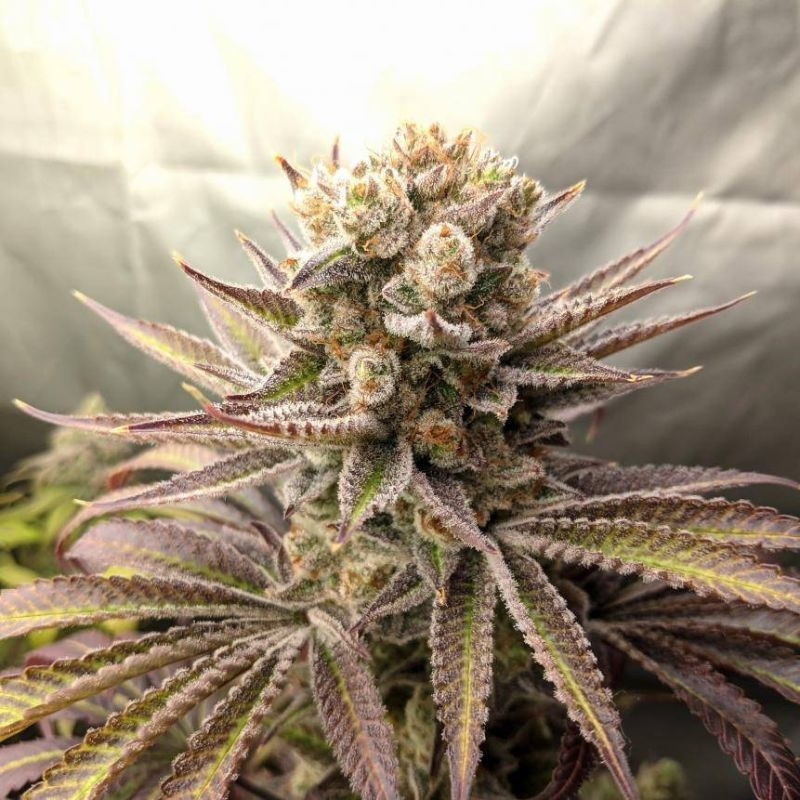 Sweet Tooth Auto - sementes de cannabis autoflorescentes, variedade de canábis