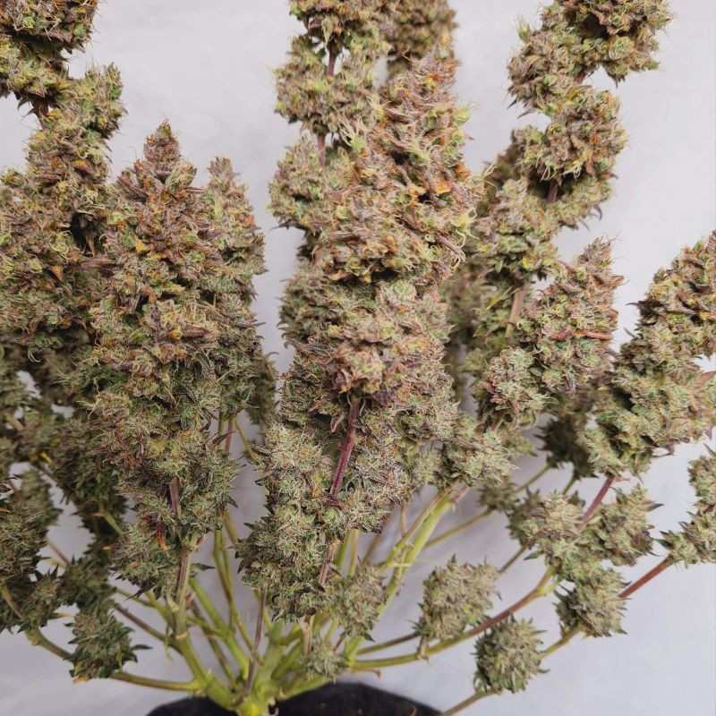 White Dwarf Auto - sementes de cannabis autoflorescentes, variedade de canábis