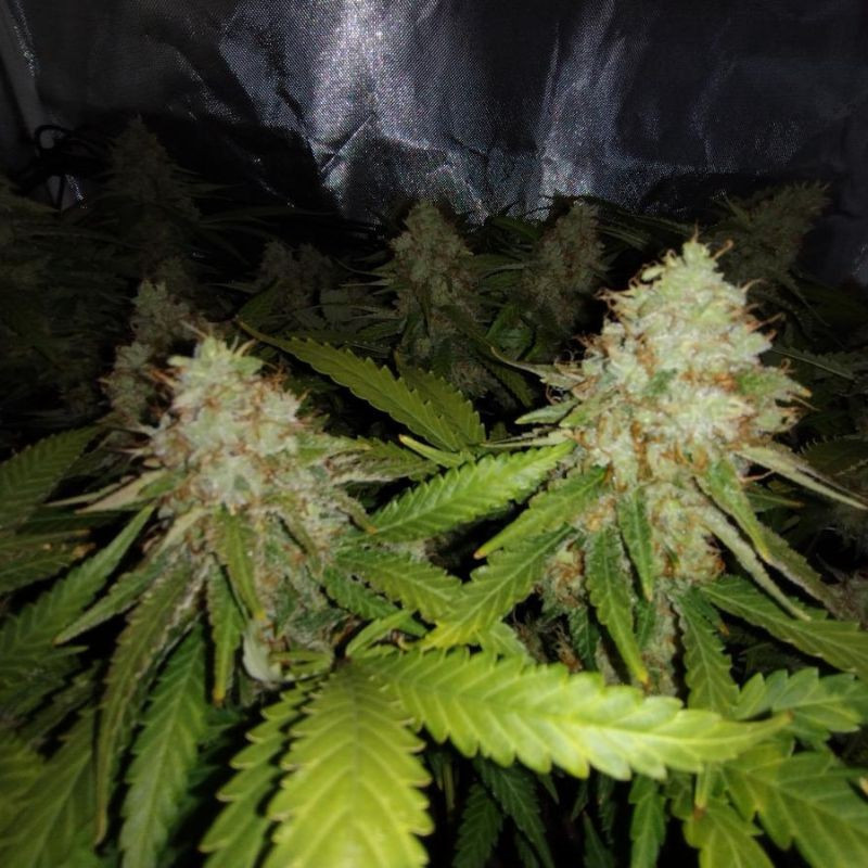 White Widow Auto - sementes de cannabis autoflorescentes, variedade de canábis