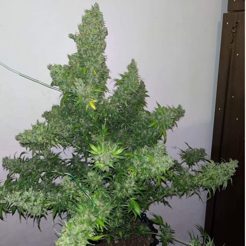 White Russian Auto - sementes de cannabis autoflorescentes, variedade de canábis