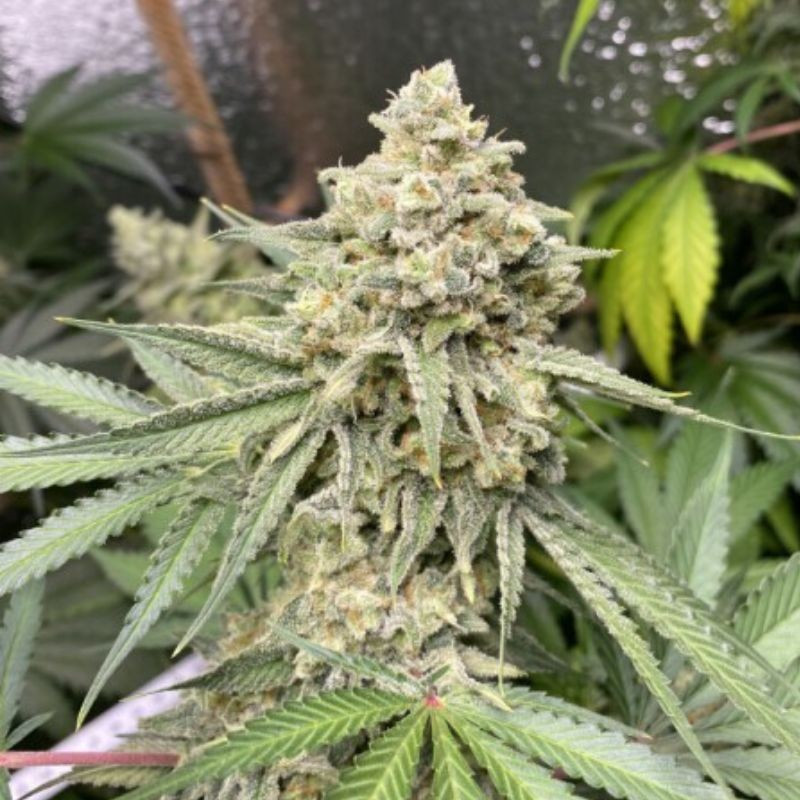 Zkittlez Auto - sementes de cannabis autoflorescentes, variedade de canábis