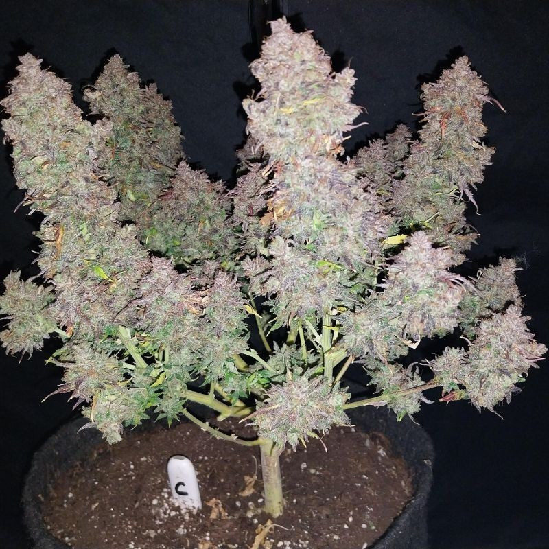 Bruce Banner Auto - sementes de cannabis autoflorescentes, variedade de canábis