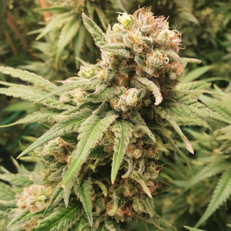 BubbleGum Auto - sementes de cannabis autoflorescentes, variedade de canábis
