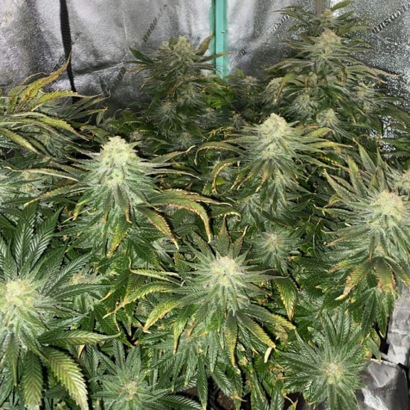 Big Bud Auto - sementes de cannabis autoflorescentes, variedade de canábis