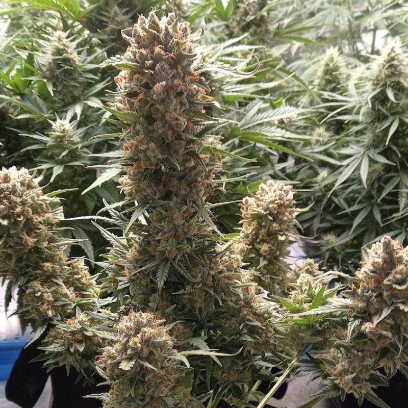 Banana Auto - sementes de cannabis autoflorescentes, variedade de canábis
