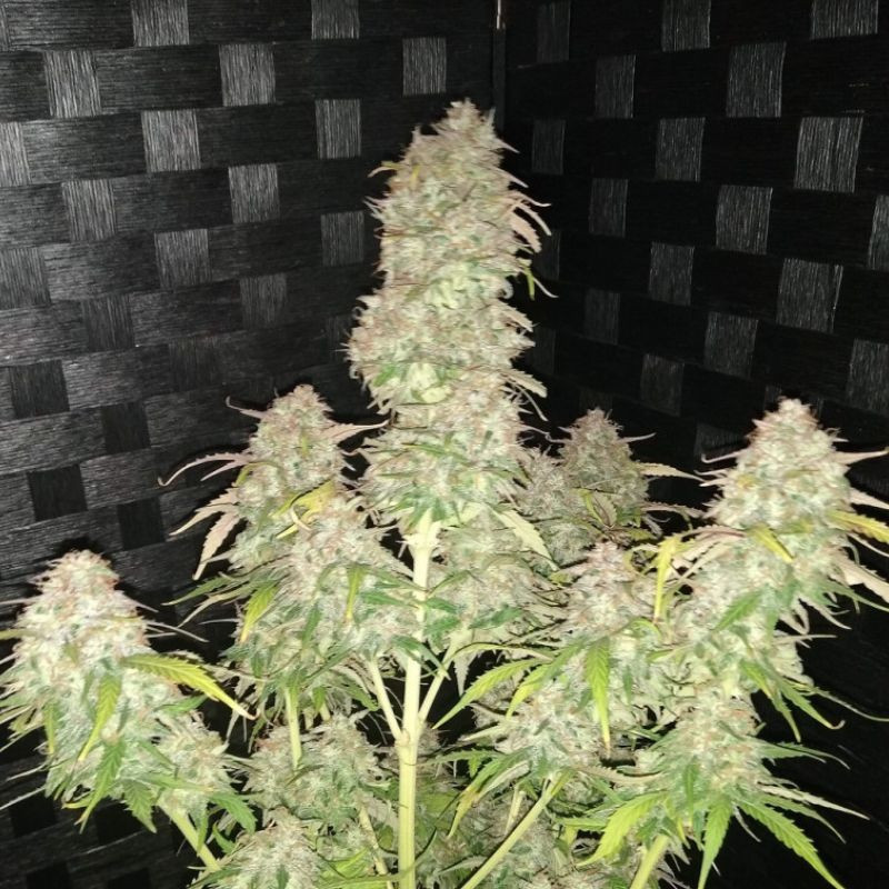 AK Auto - sementes de cannabis autoflorescentes, variedade de canábis
