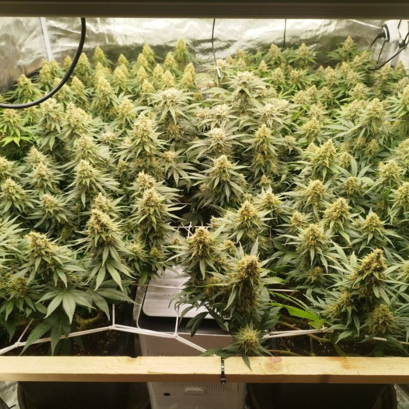 Zkittlez - sementes de cannabis, variedade de canábis