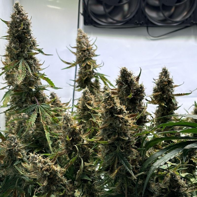 Wedding Cake - sementes de cannabis, variedade de canábis