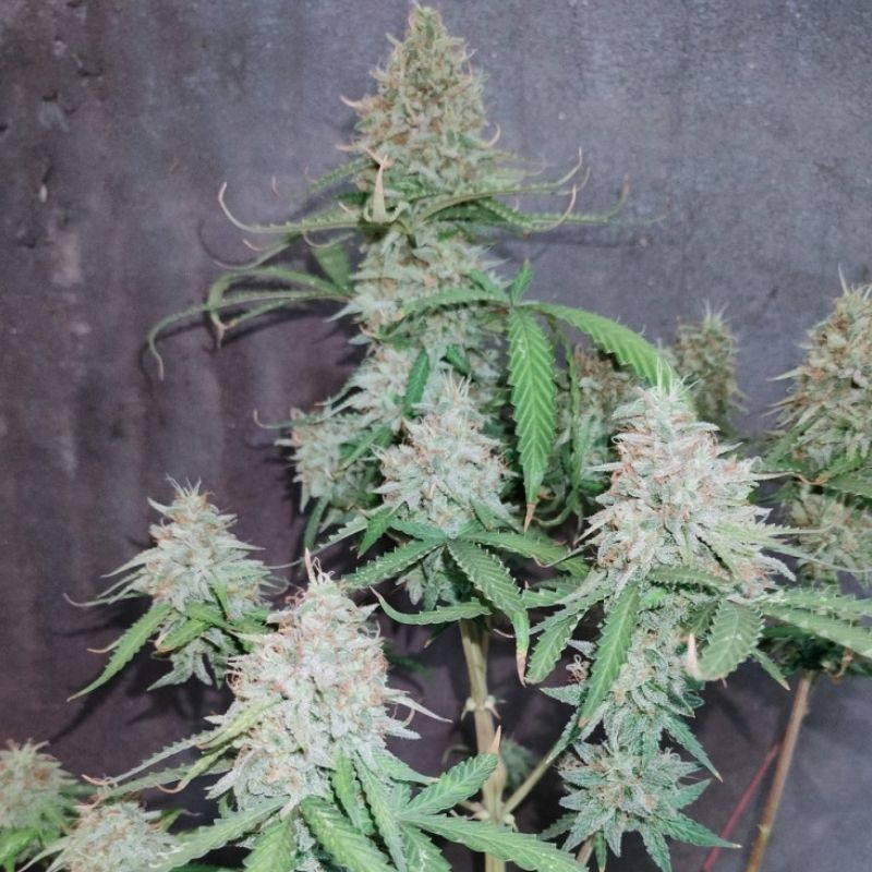 The Unlimited - sementes de cannabis, variedade de canábis