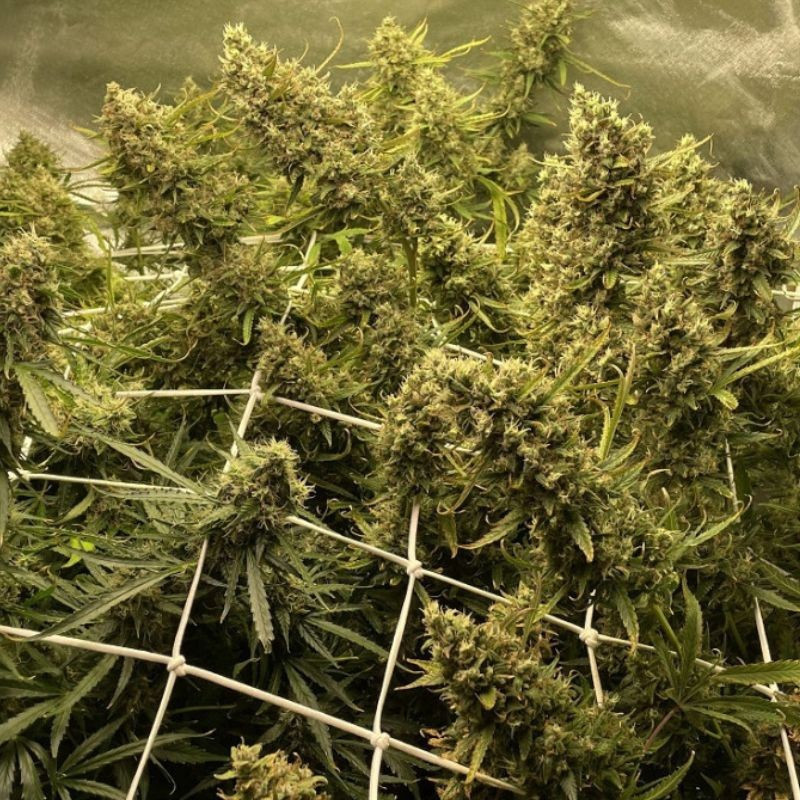 Strawberry Kush - sementes de cannabis, variedade de canábis