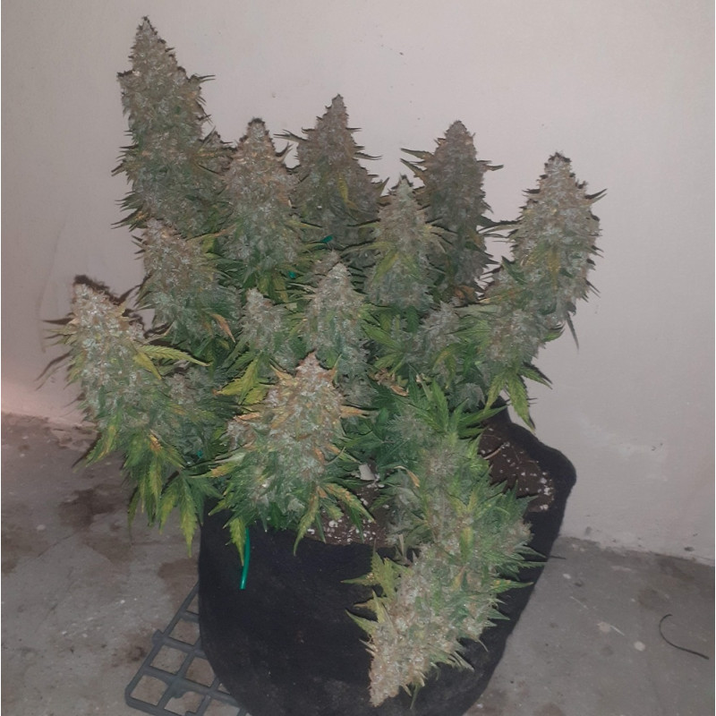 Somango - sementes de cannabis, variedade de canábis
