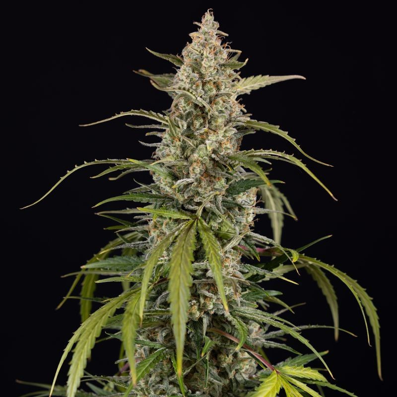 Exotic Haze - sementes de cannabis, variedade de canábis