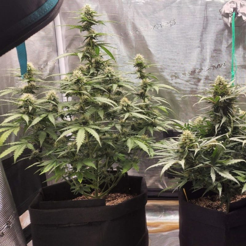 Special Haze - sementes de cannabis, variedade de canábis