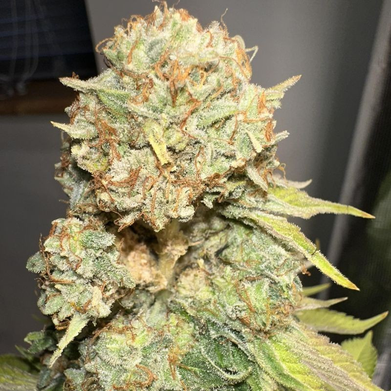 Sour Diesel - sementes de cannabis, variedade de canábis