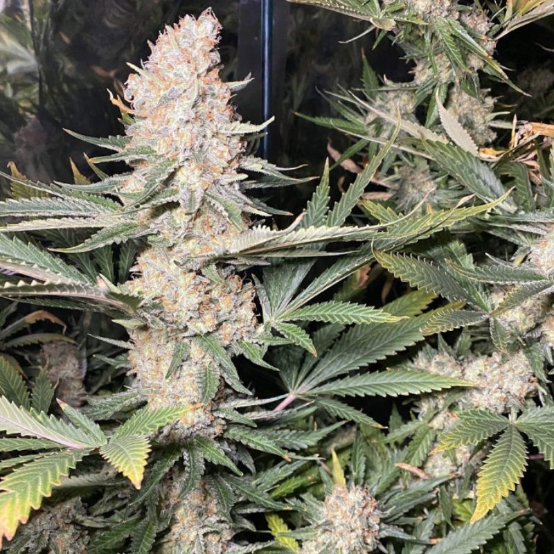 Super Skunk - sementes de cannabis, variedade de canábis
