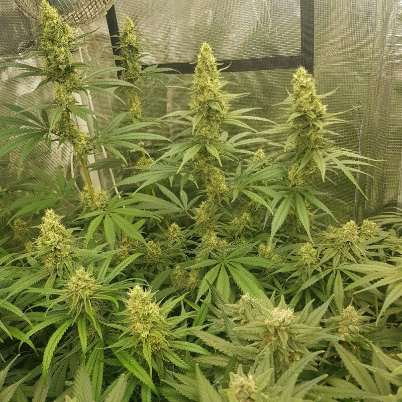 Sherbet - sementes de cannabis, variedade de canábis